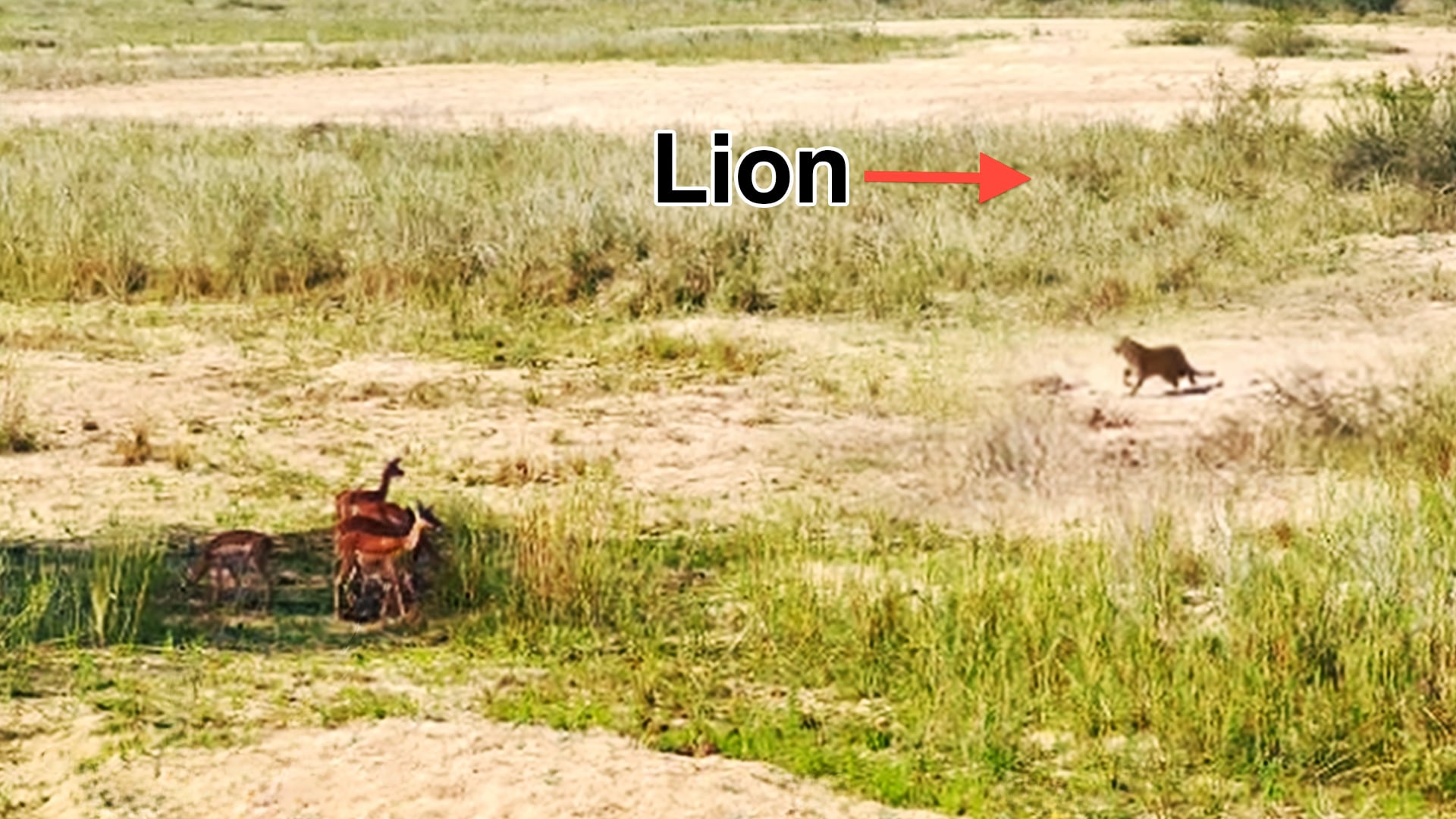 Lion & Leopard Go After Prey In Epic Chase