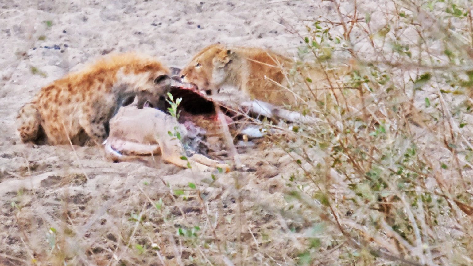 Lioness Wakes Up To Defend Kill From Crocodiles And Hyenas 