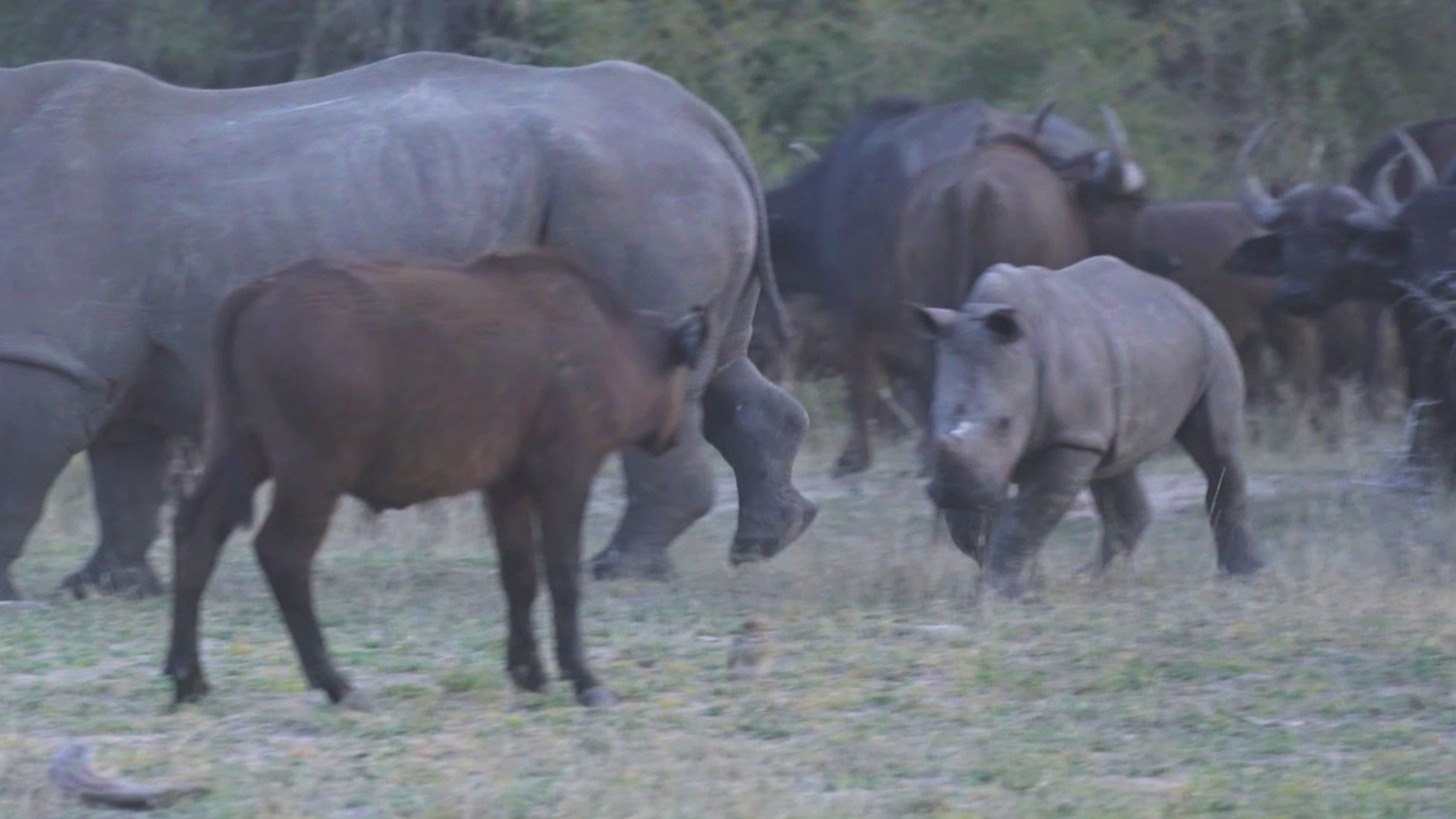 Baby Buffalo and Rhino Enjoy Playful Day Together