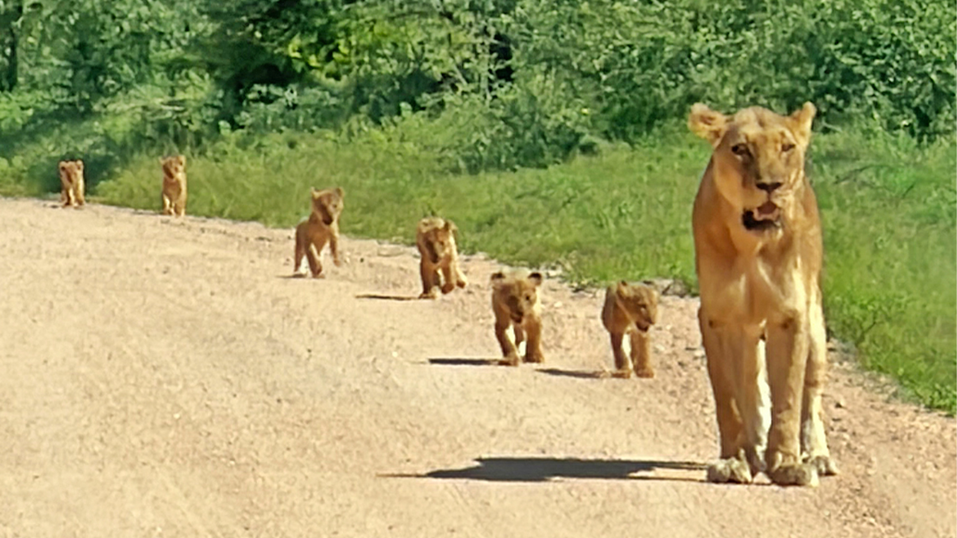 Tiny Lion Cubs Struggle To Keep Up With Mom