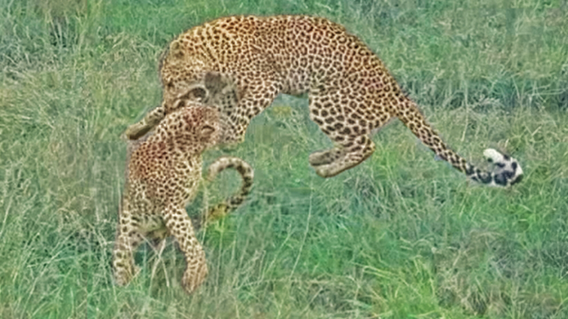 Leopard And Cub Share Playful Moment