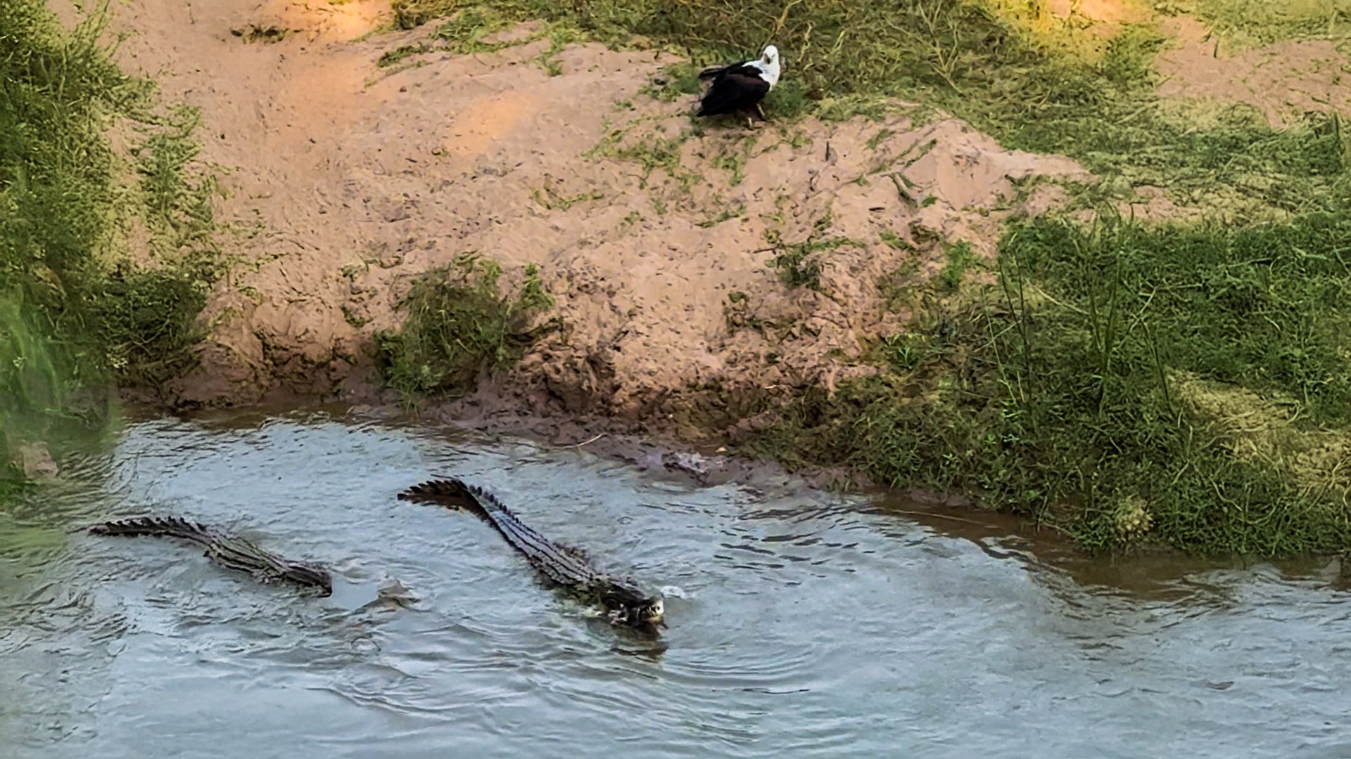 Eagle Boldly Steals Food Right From Crocodile 
