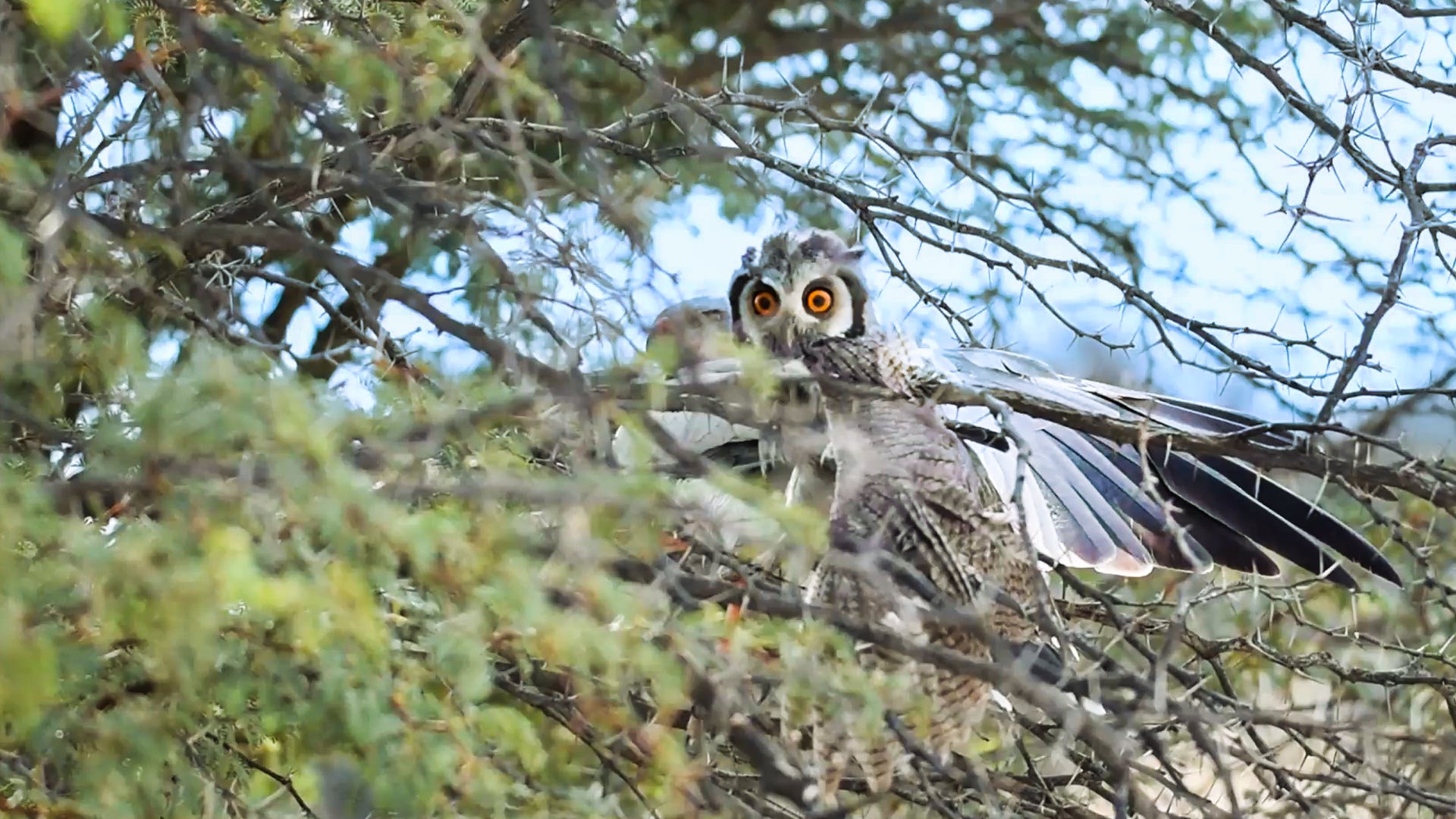 Hawk Attacks And Kills Southern White-Faced Owl