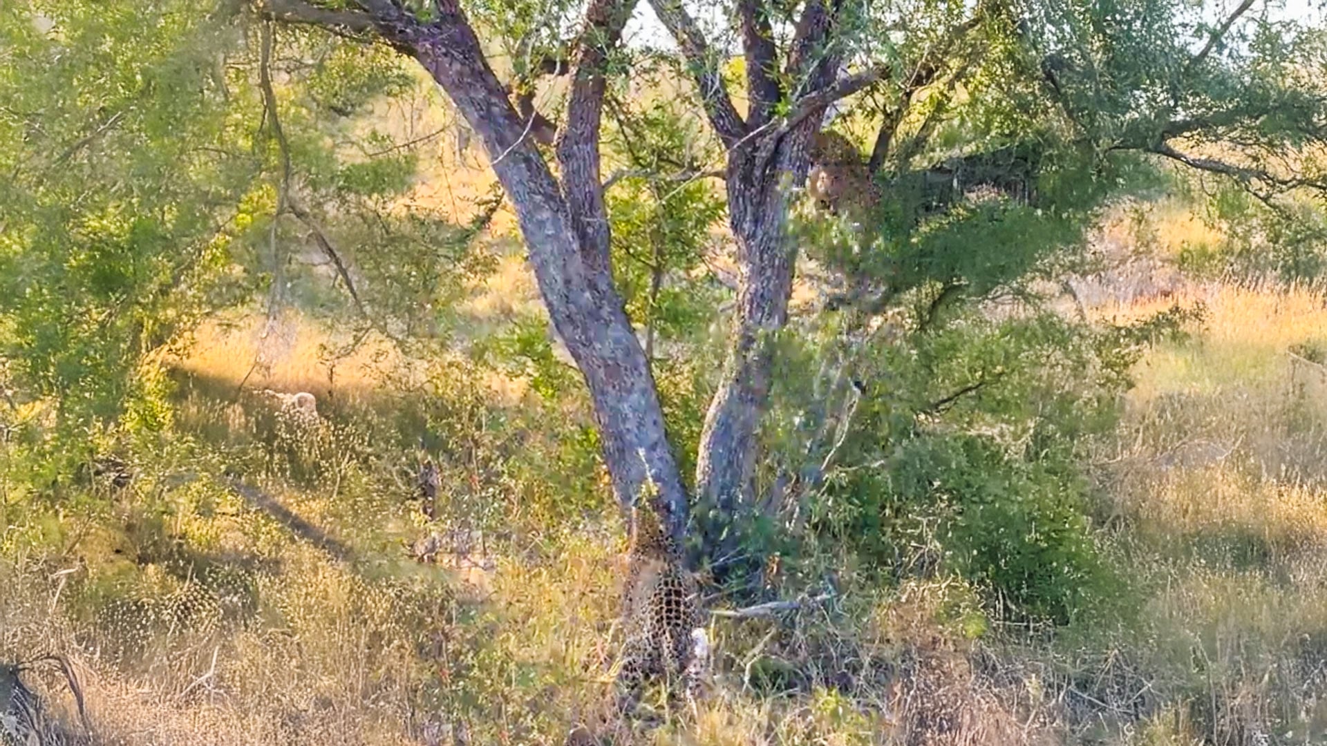 Leopard Forces Rival Out of Tree in Fierce Fight