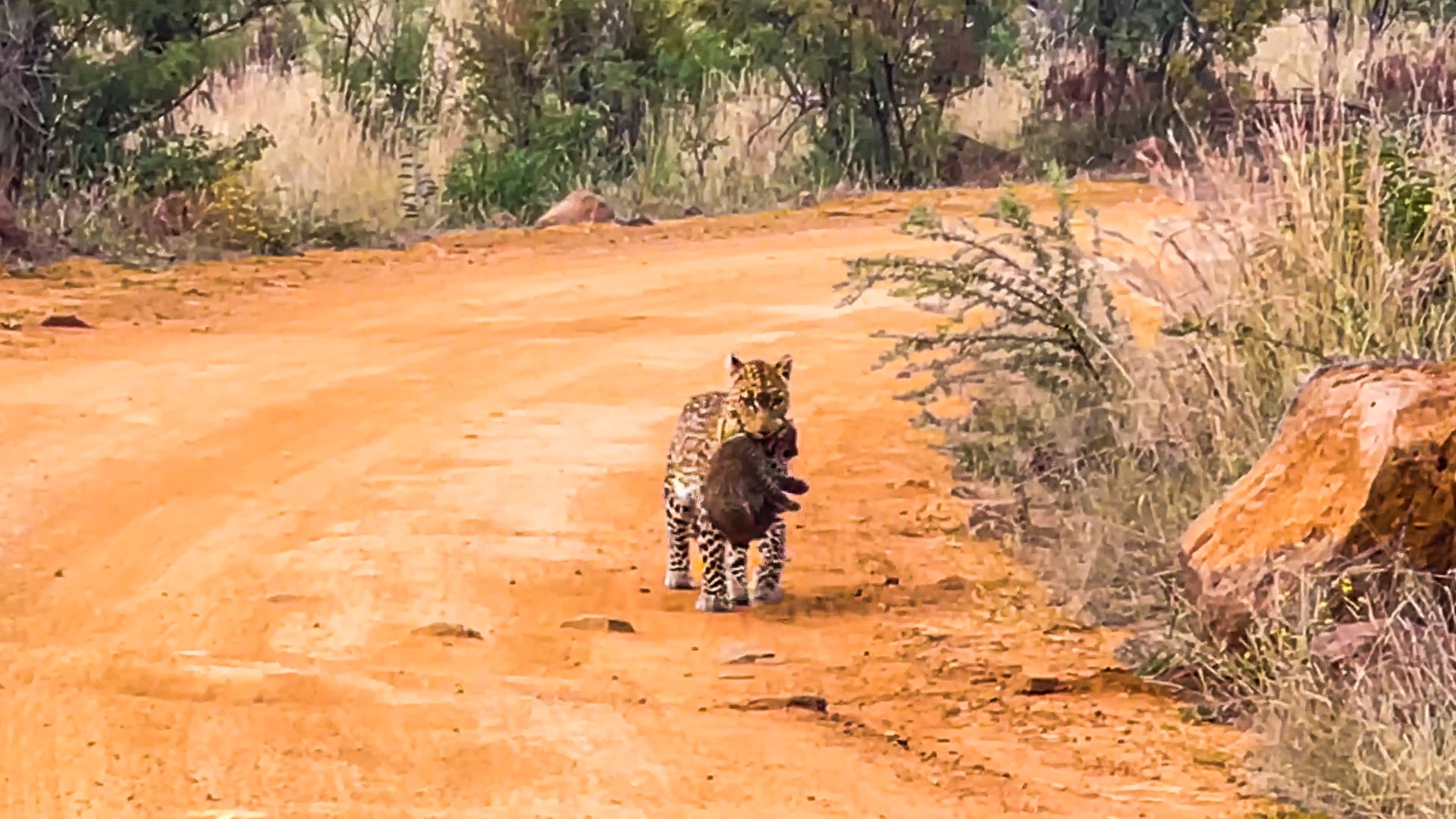 Leopard Mom And Cubs Stun Tourists