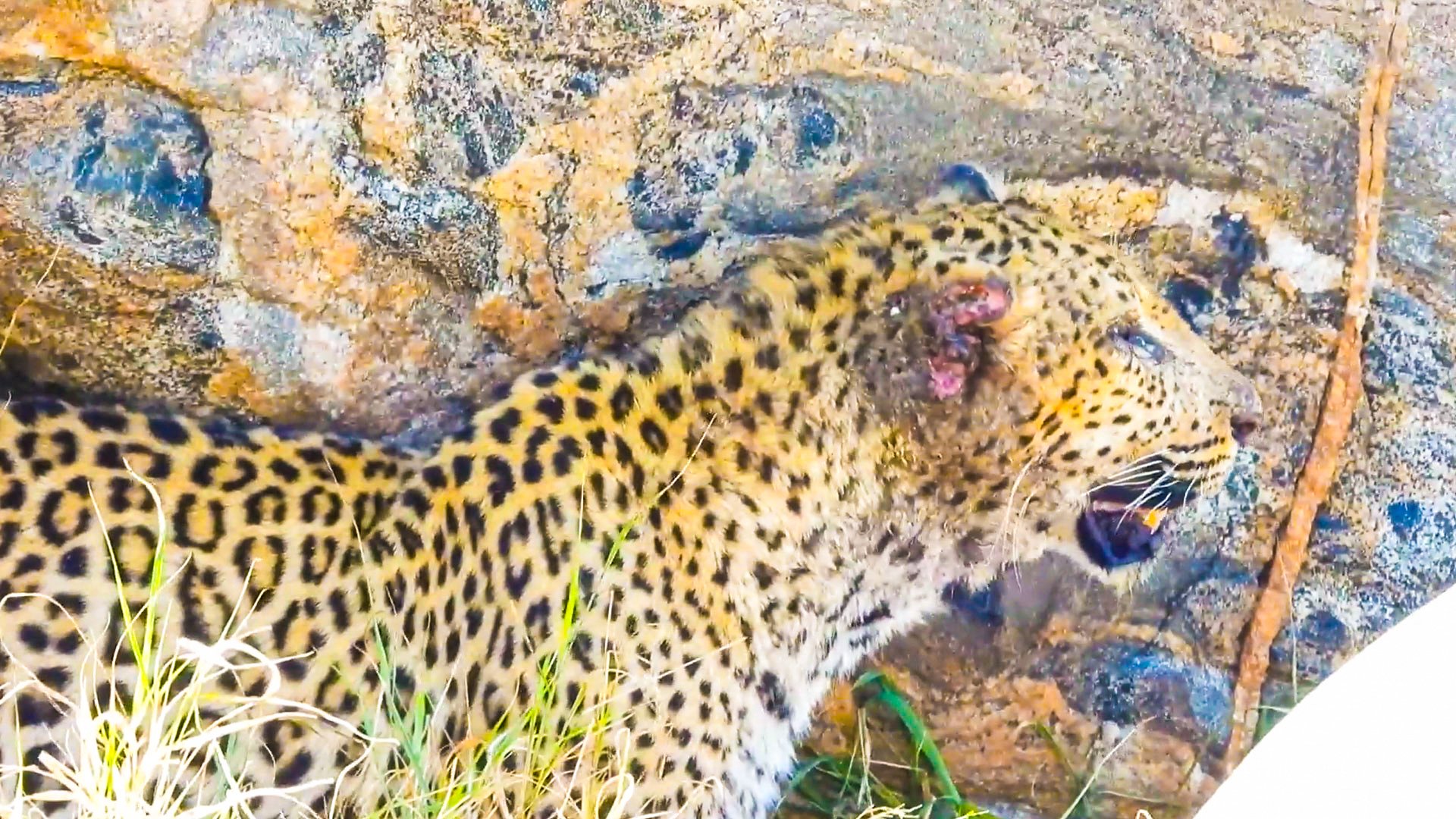 Leopard Retreats Into Cave After Hunt