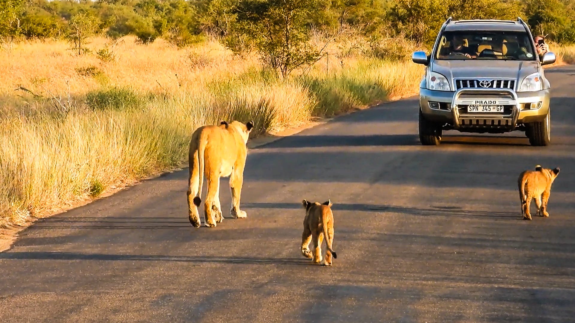 Lion Cubs Block Road With Playful Chaos