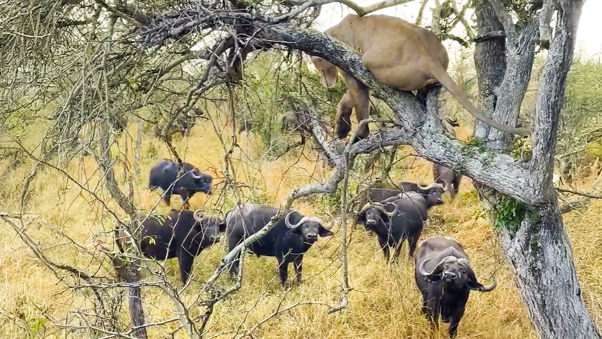 Lone Lion Surrounded By Angry Buffalo 