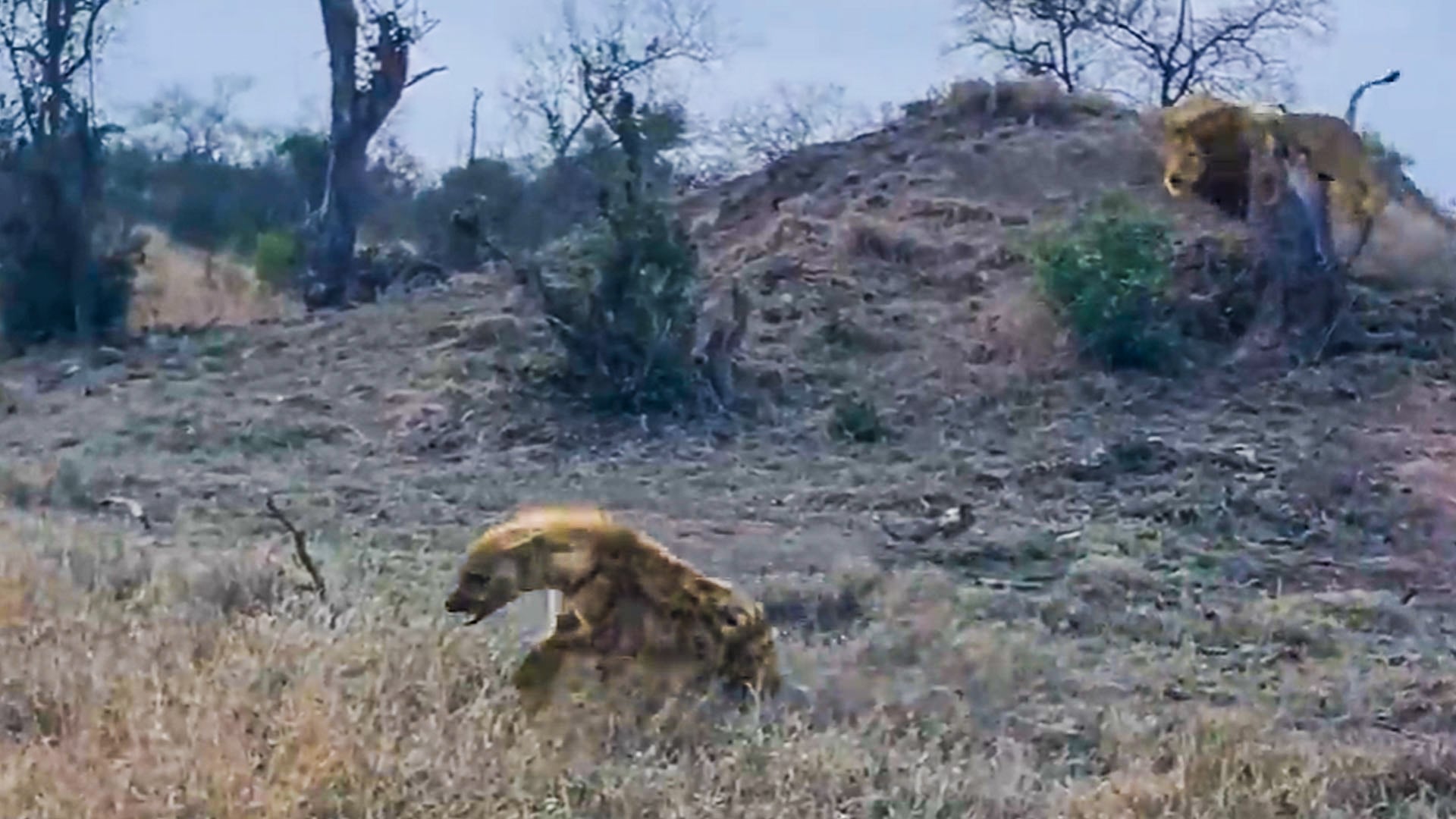 Male Lion Botches Sneak Attack On Hyena 
