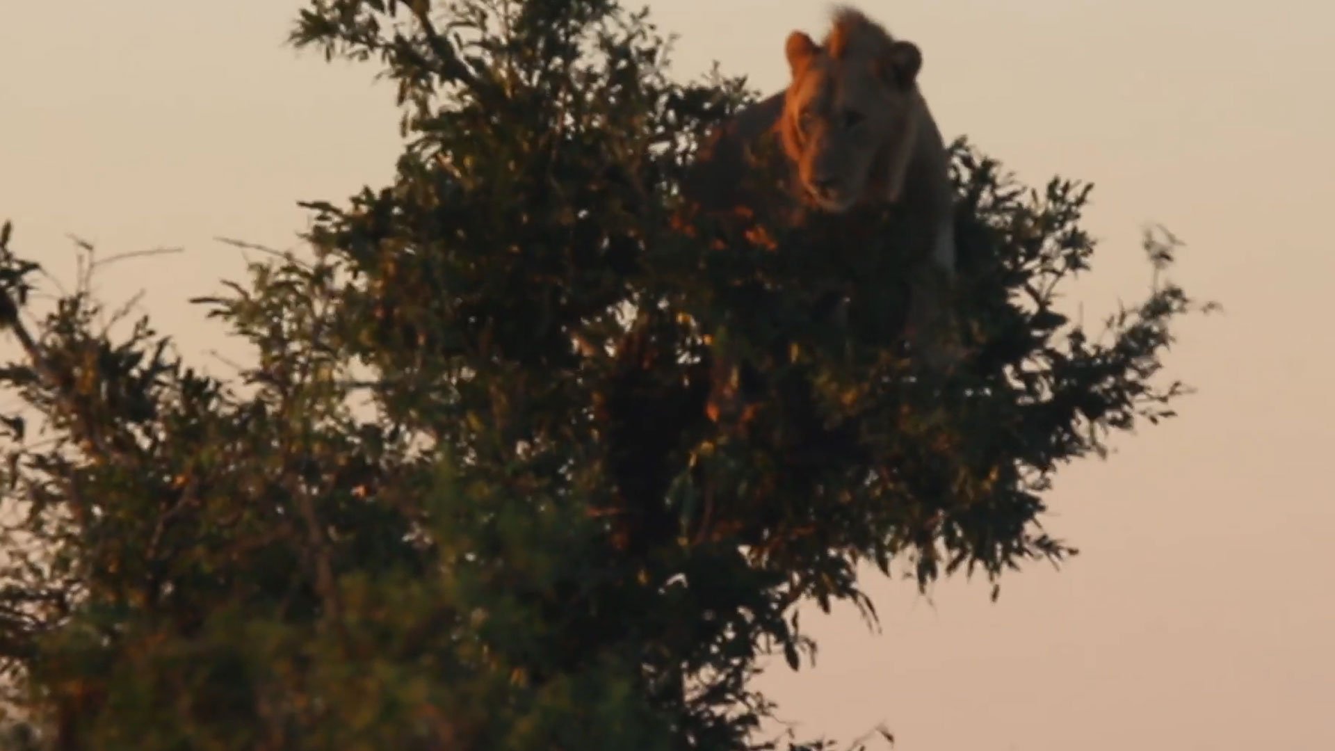 Male Lion Gets Stranded Atop Tree