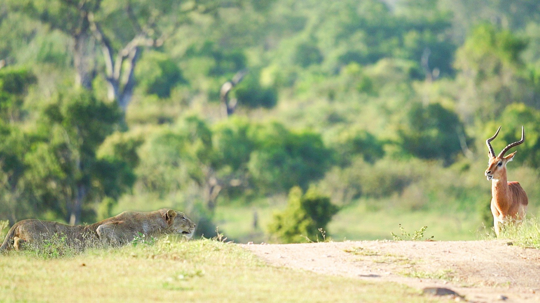 Lion Creeps Through Grass While Stalking Its Prey 