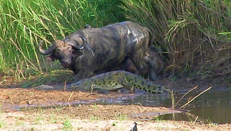 Sleeping Buffalo Jolted Awake by Sneaking Crocodile 