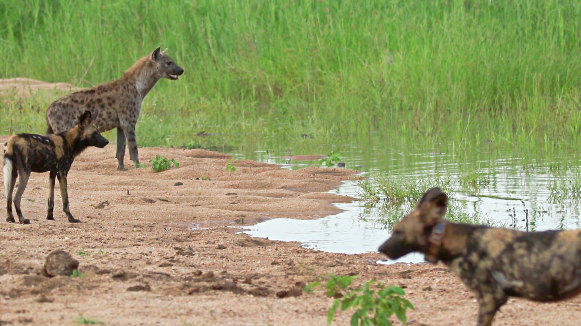 Wild Dogs and Hyenas Form Strange Friendship Pact