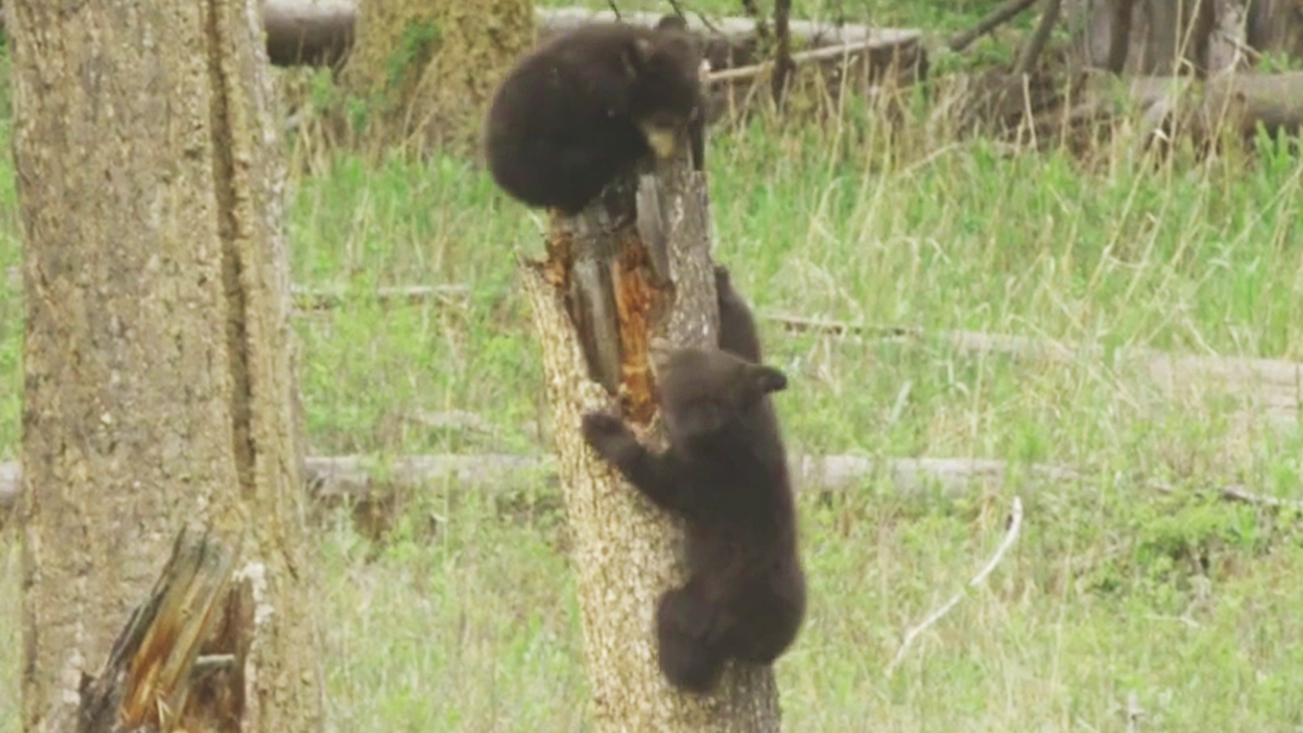 Bear Cubs Roam Forest Alone While Mom Is Away
