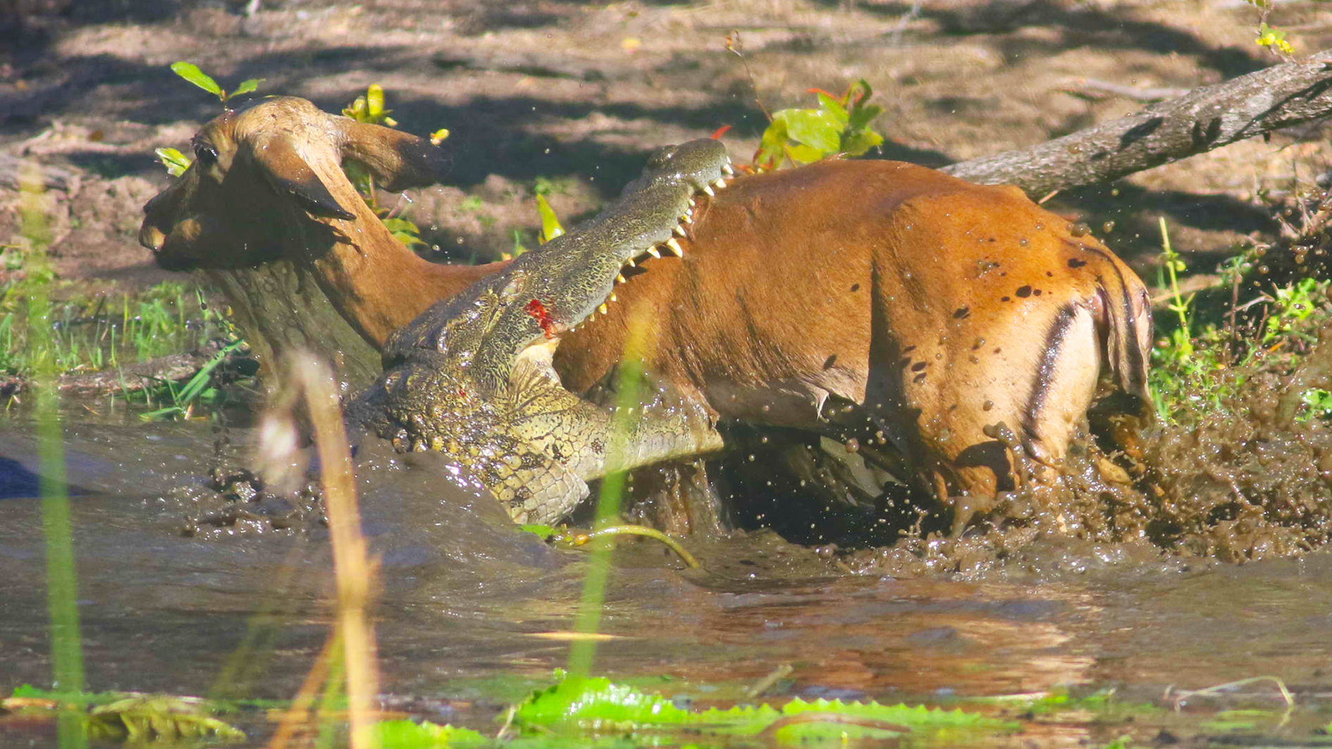 Massive Crocodile Sends Impala Into Sheer Panic