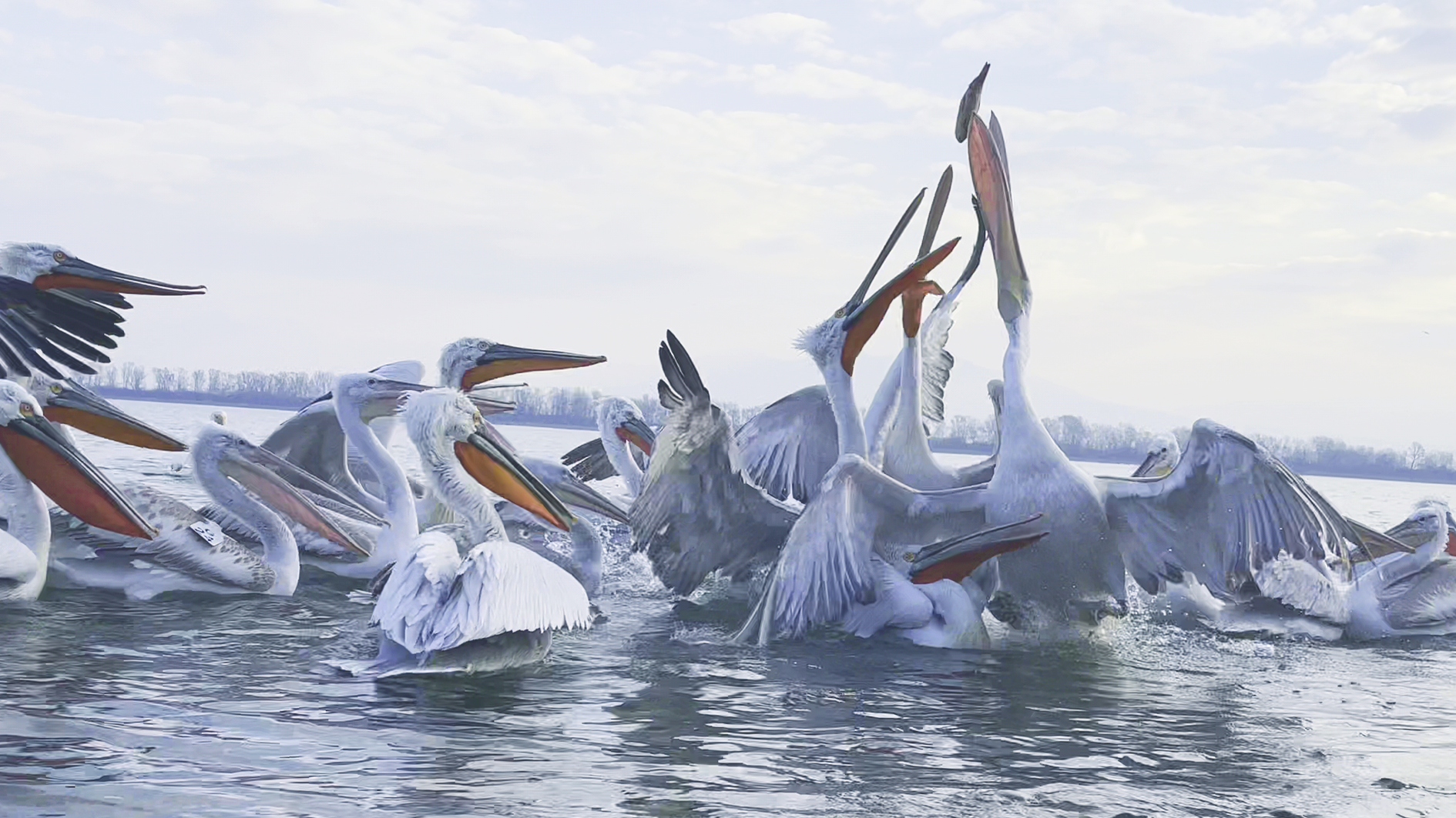Rare Pelicans Battle It Out Over Fresh Fish