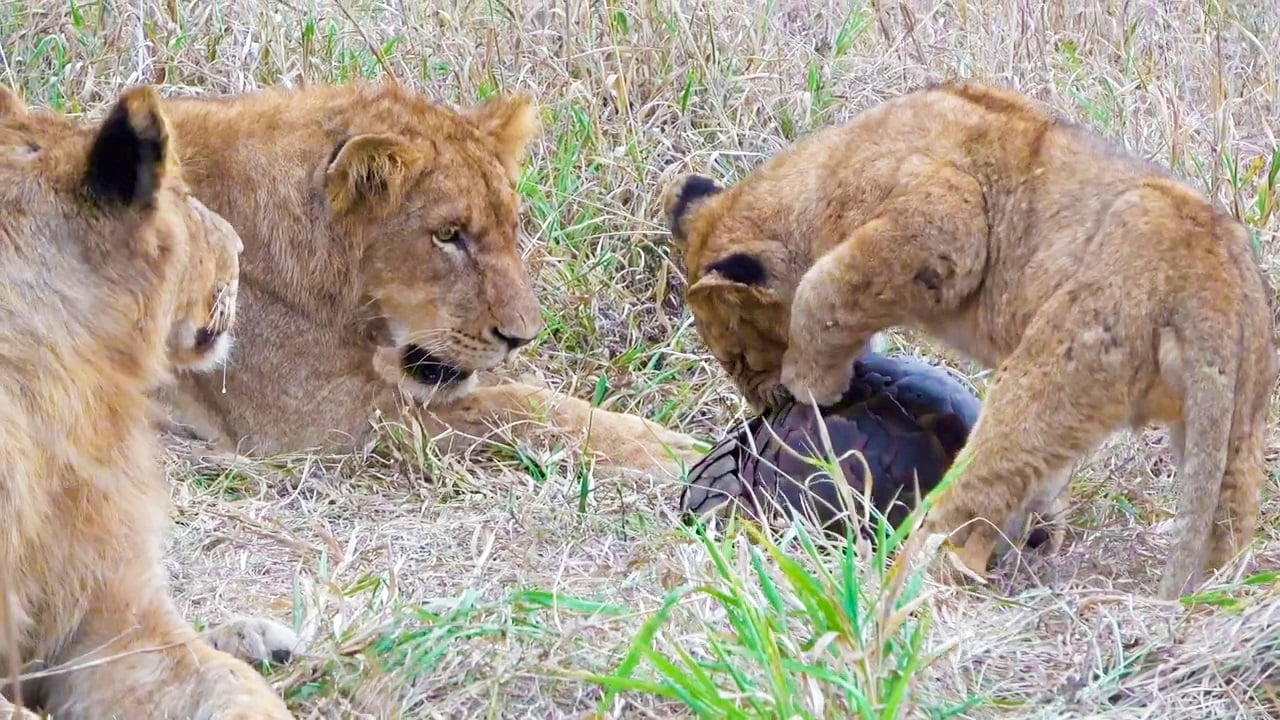 Pangolin Survives Six Hours Surrounded by Lion Pride
