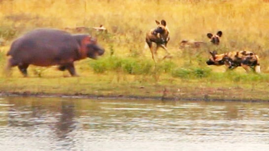 Wild Dogs vs Hippo In Unforgettable Confrontation