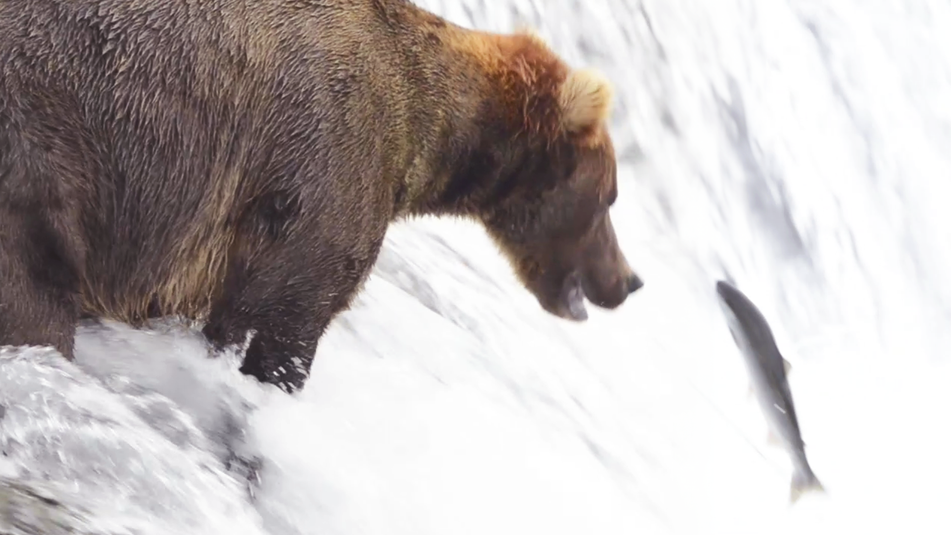 Epic Moment Bear Caught Fishing in Alaska