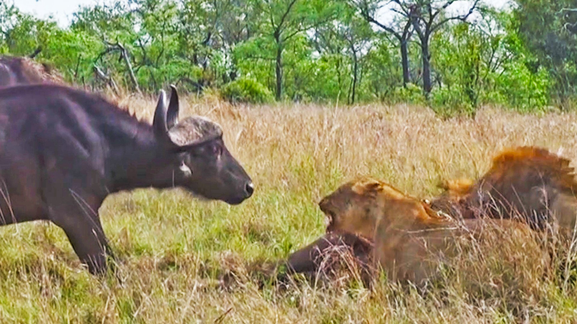 Buffalo Stand Guard Over Half-Eaten Herd Mate
