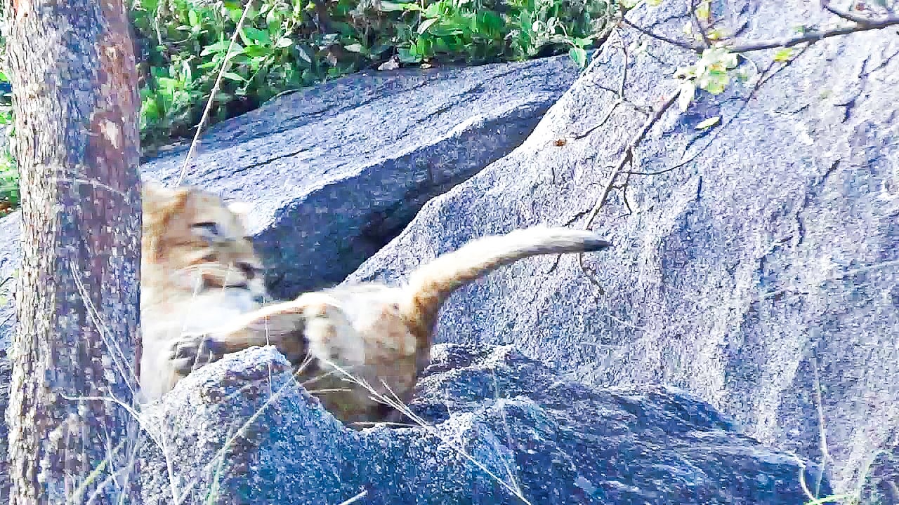 Lion Cub Slips And Falls Off Rock