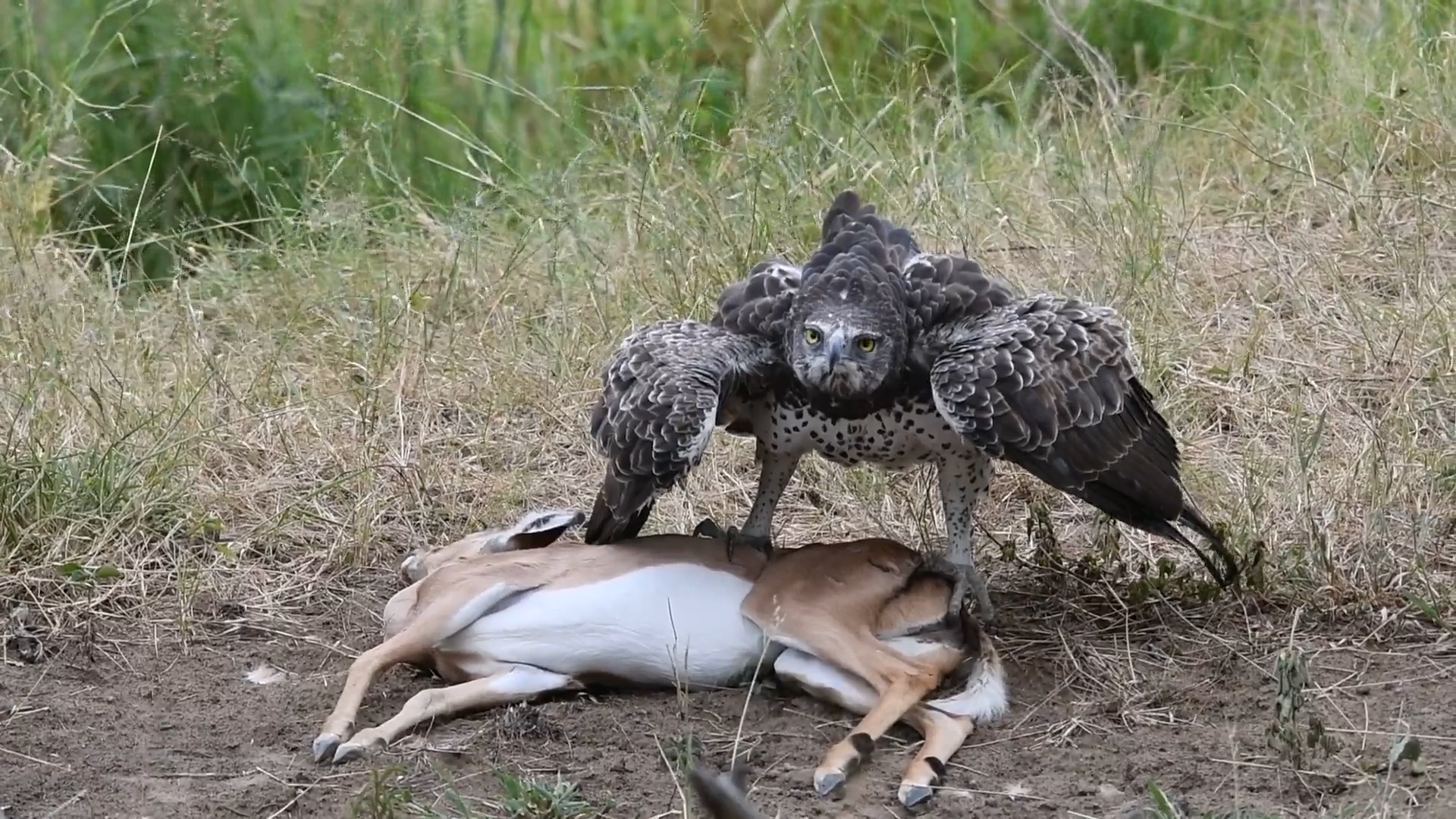 Martial Eagle Fights Vultures For Its Prey