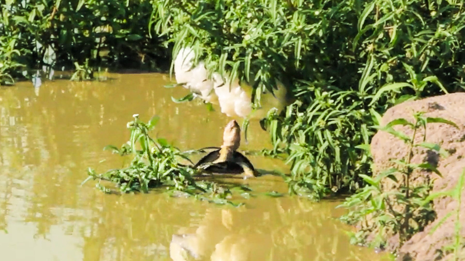 Turtle Desperately Reaches For Frog Eggs