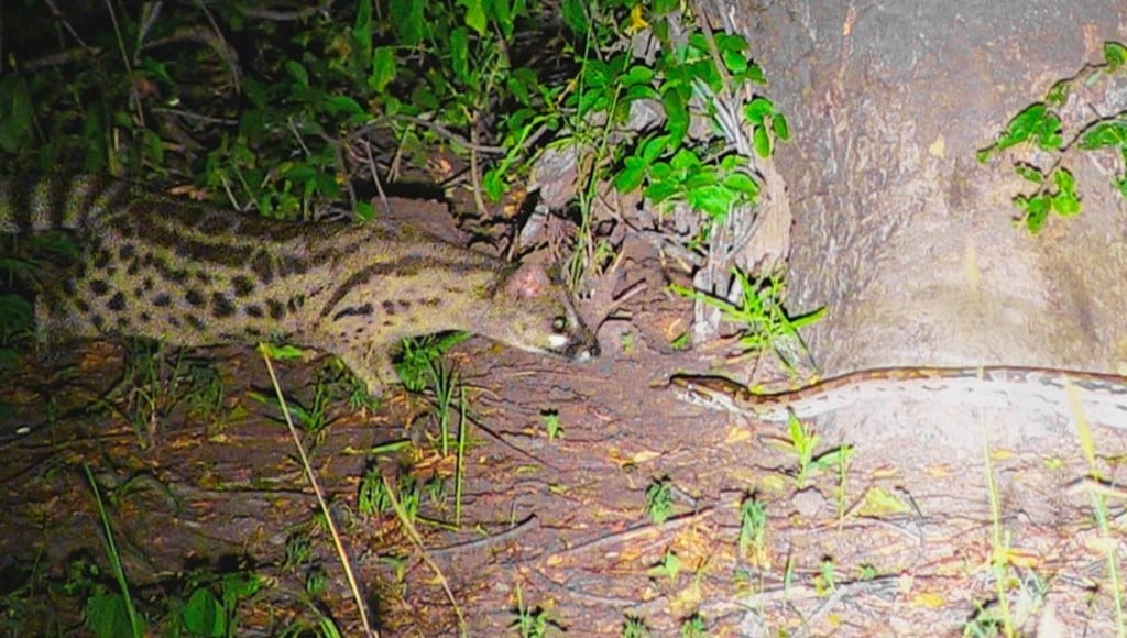 Daring Genet Pushes Python to Its Limits