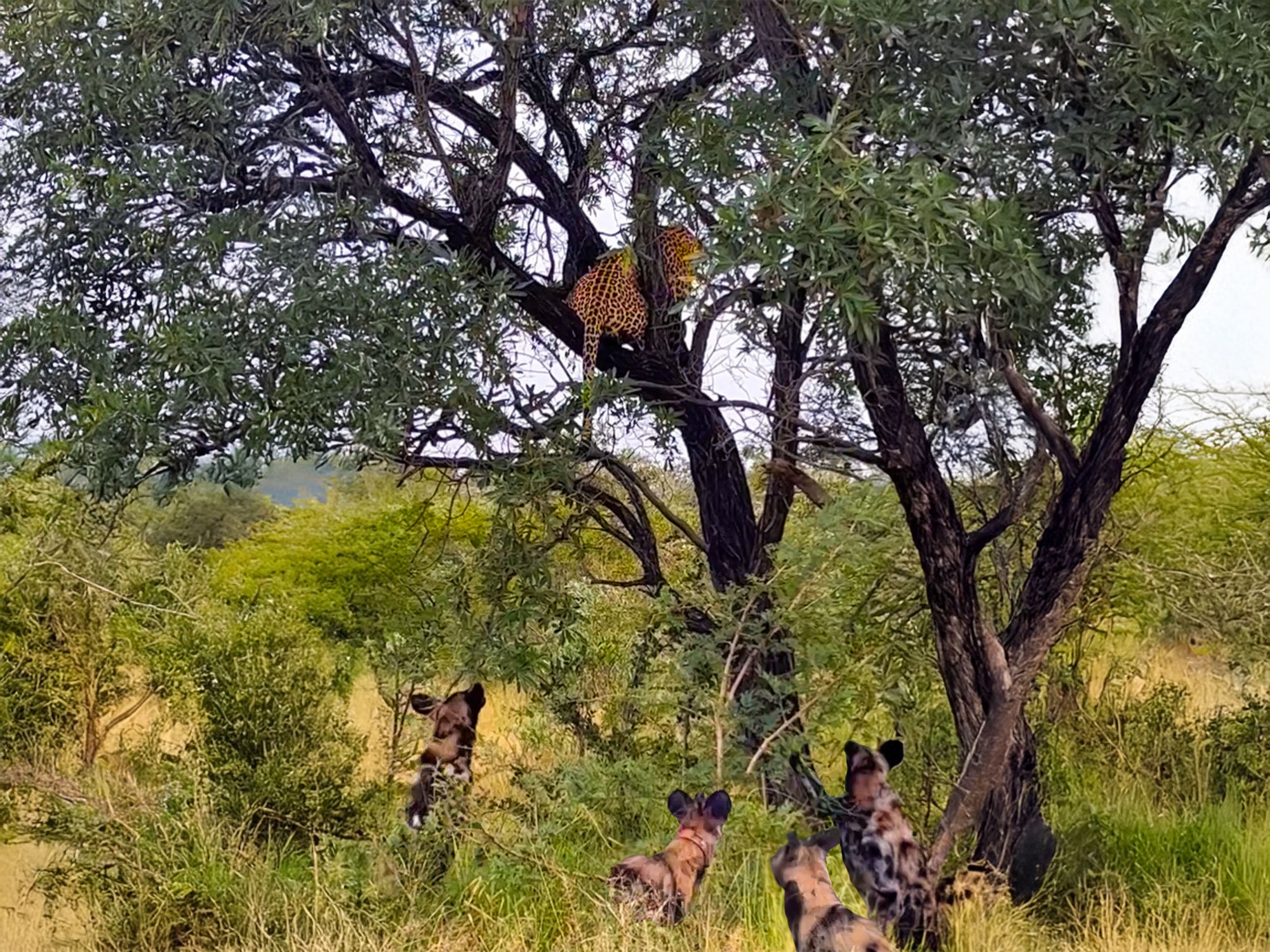 Outnumbered Leopard Faces Off With Wild Dogs