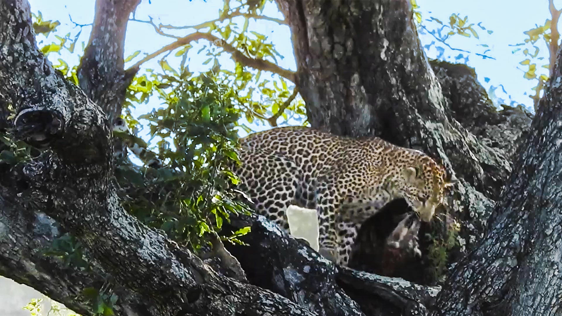 Young Leopard Climbs And Plays In Trees