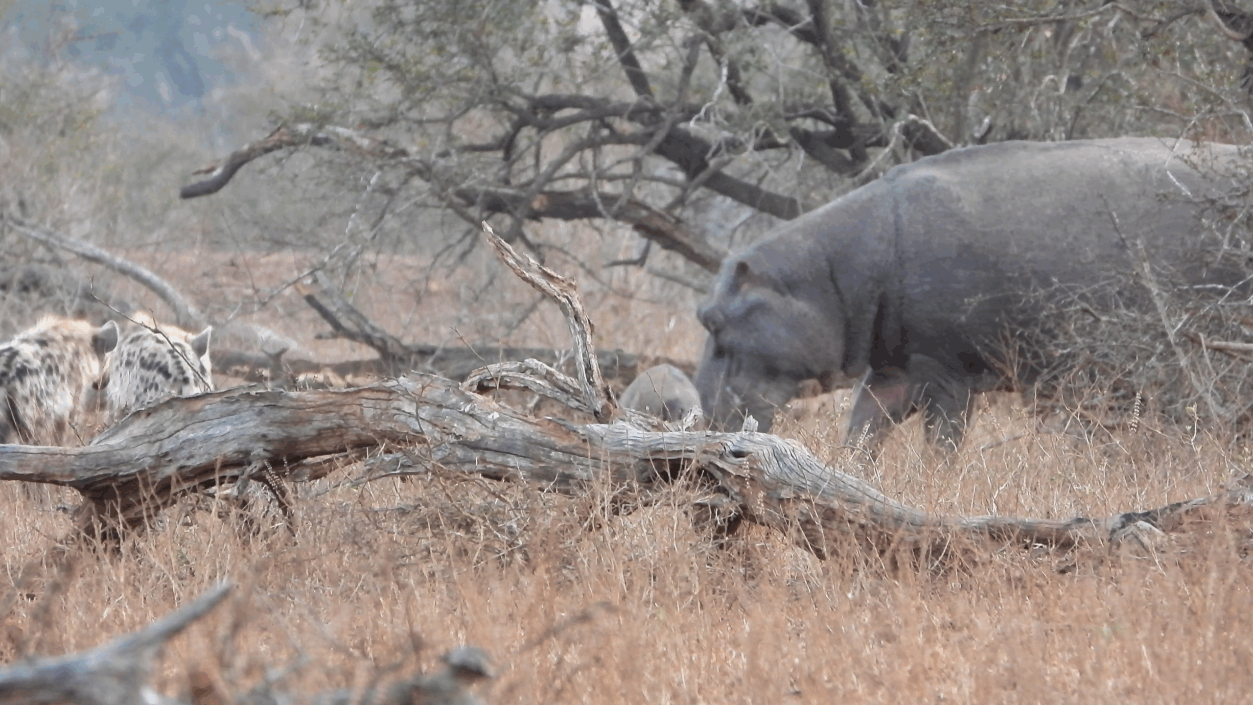 Hippo Mom Battles Hyenas To Protect Injured Calf
