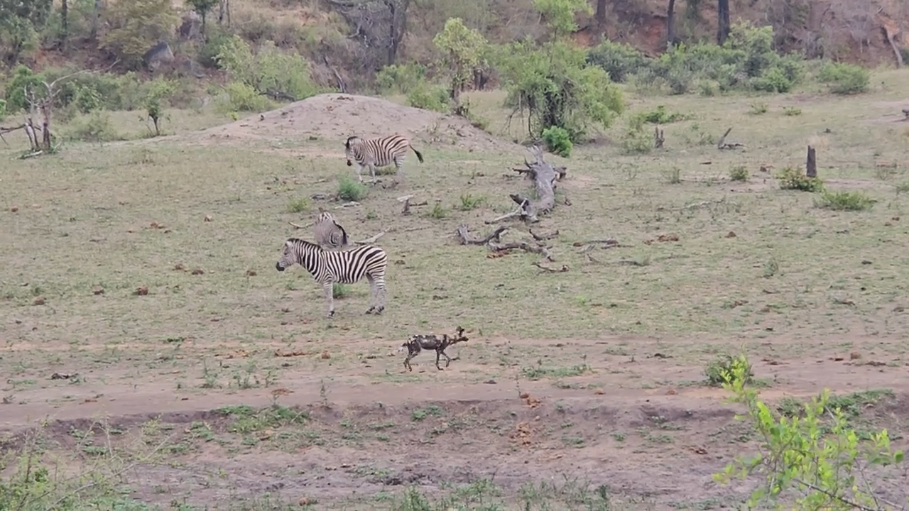 Wild Dogs Hone Skills By Chasing Zebras