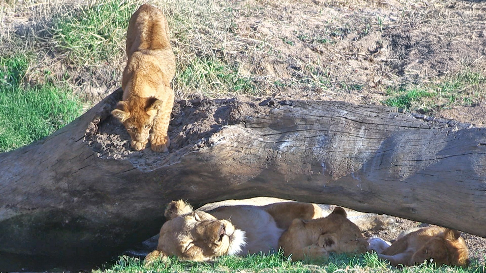 Adorable Lion Cub Pounces on Mom