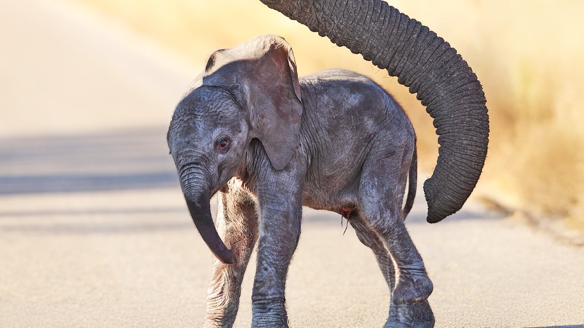 Young Elephant Practices Walking for the First Time