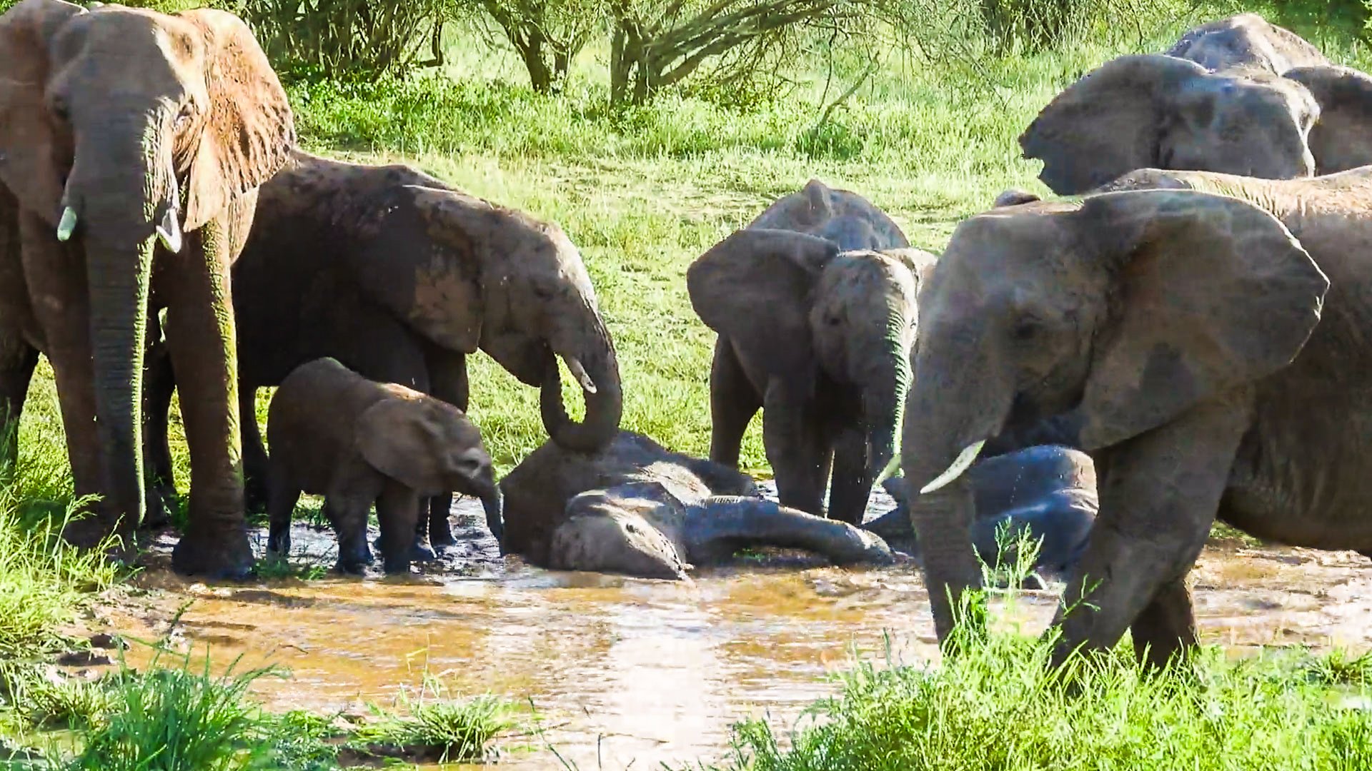 Baby Elephant Learns How to Use its Trunk