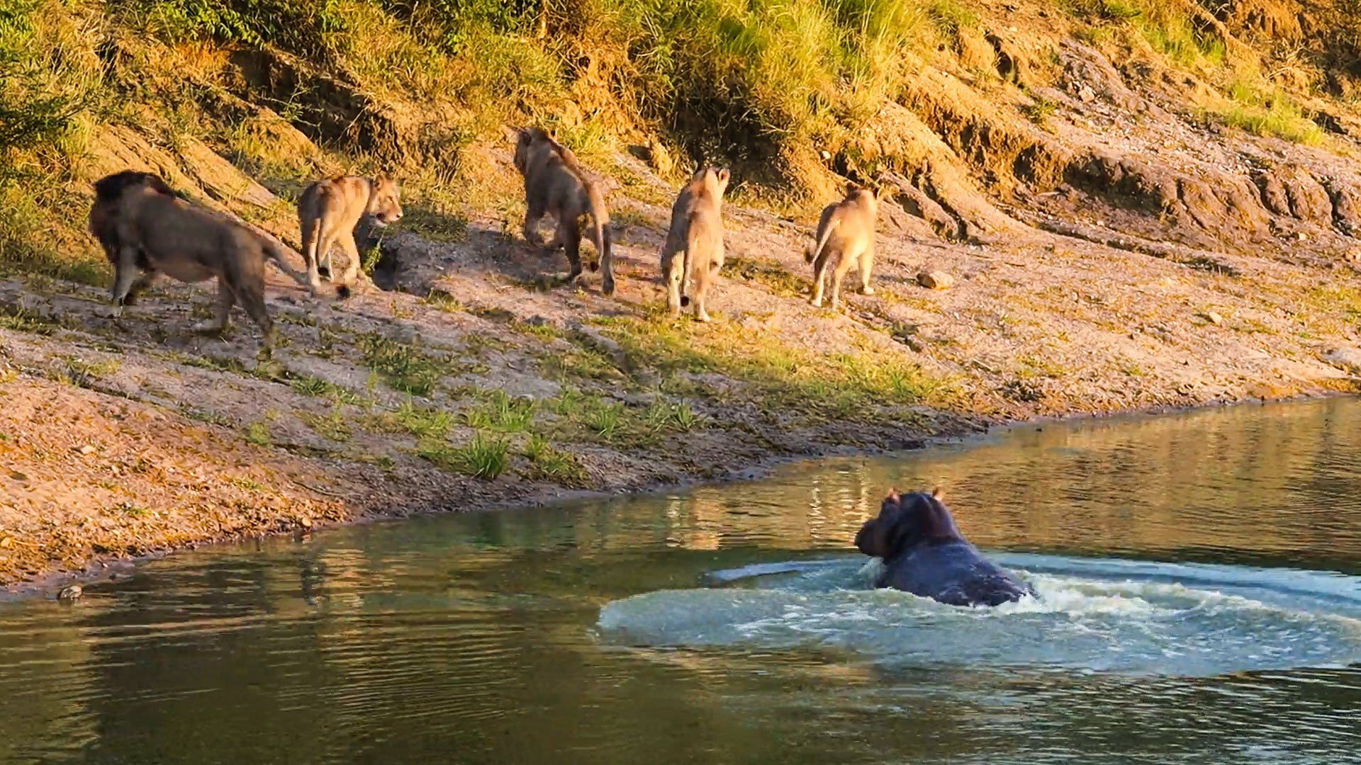 Bold Hippo Scares Lions Away From Its Watering Hole