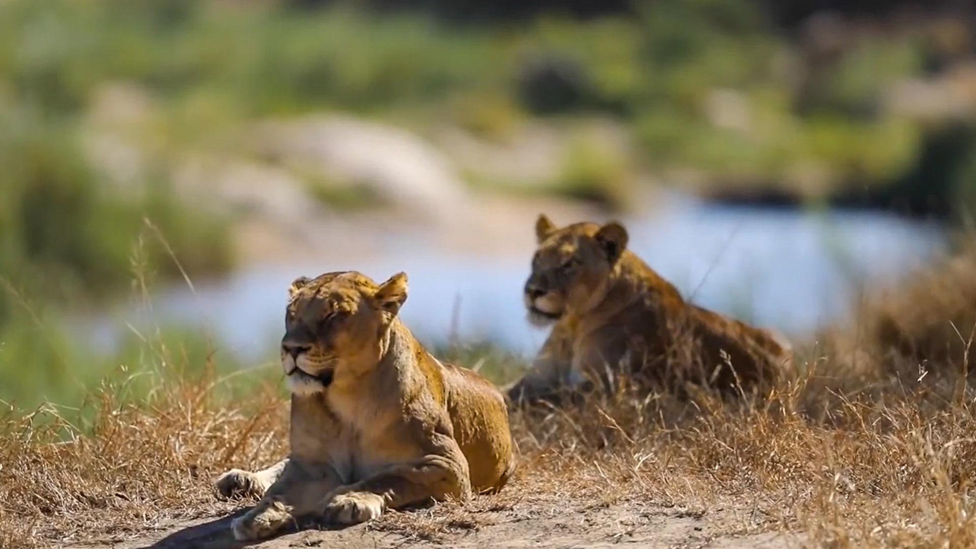 Close Encounter: Lions Miss Their Mark In Front Of MalaMala Camp