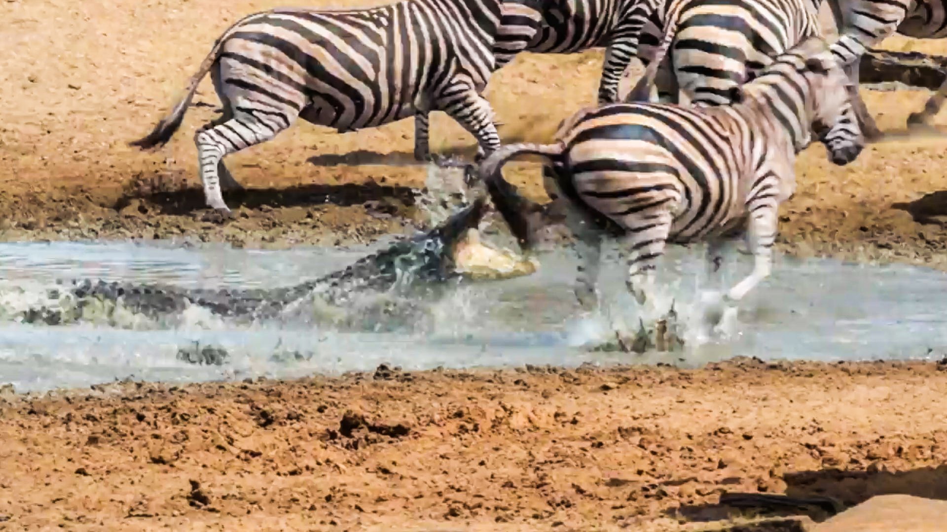 Crocodile Goes for a Zebra and Gets a Mouthful of Mud Instead