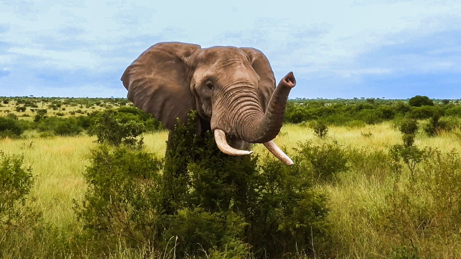 Elephant Appears to Wave While Passing a Safari Vehicle