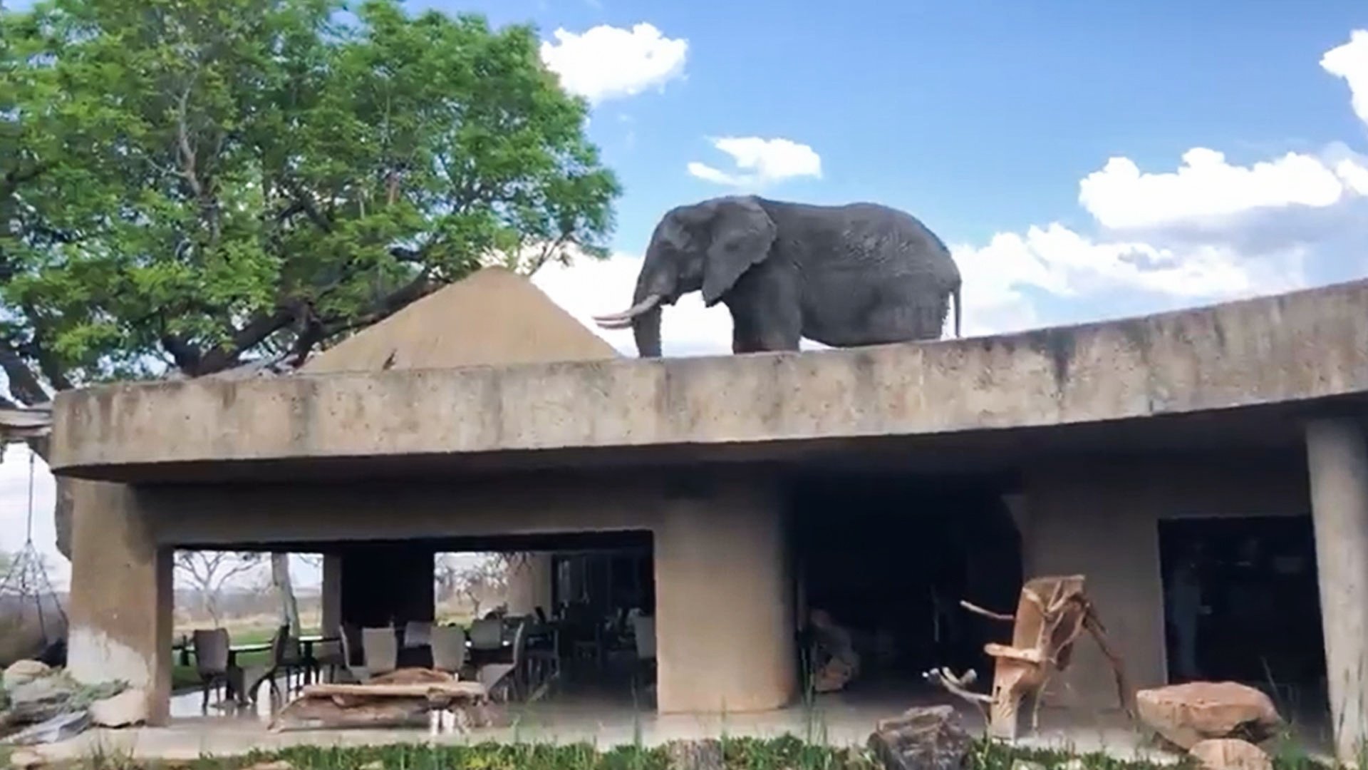Elephant Casually Walks On A House Roof In Unlikely Encounter