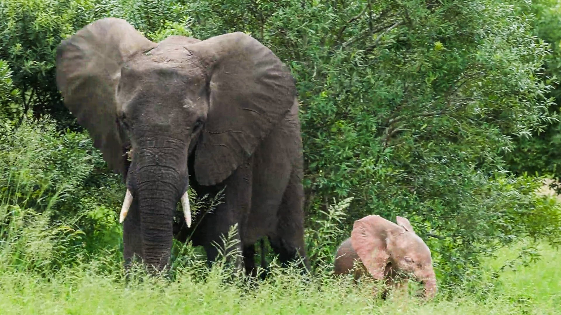 Herd Climbs Out Of River With A Pink Elephant Calf Among Them