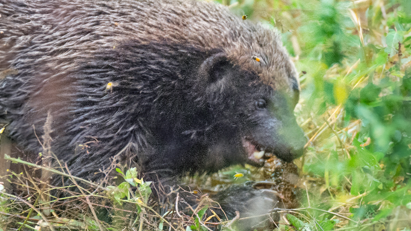 Beehive Broken Into by Determined Honey Badger