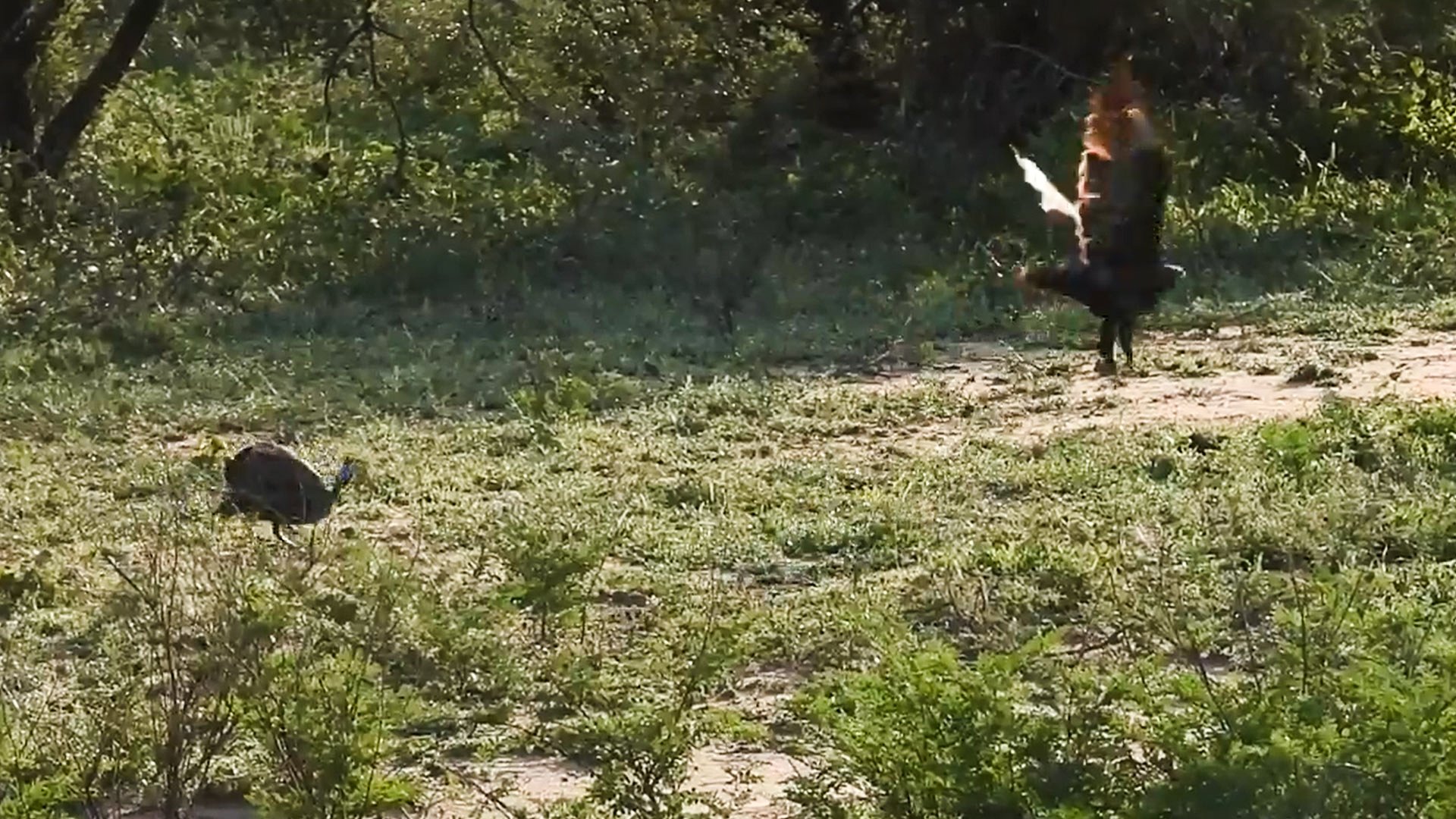 Incredible Moment as Two Guinea Fowls Drive Away a Brown Snake Eagle