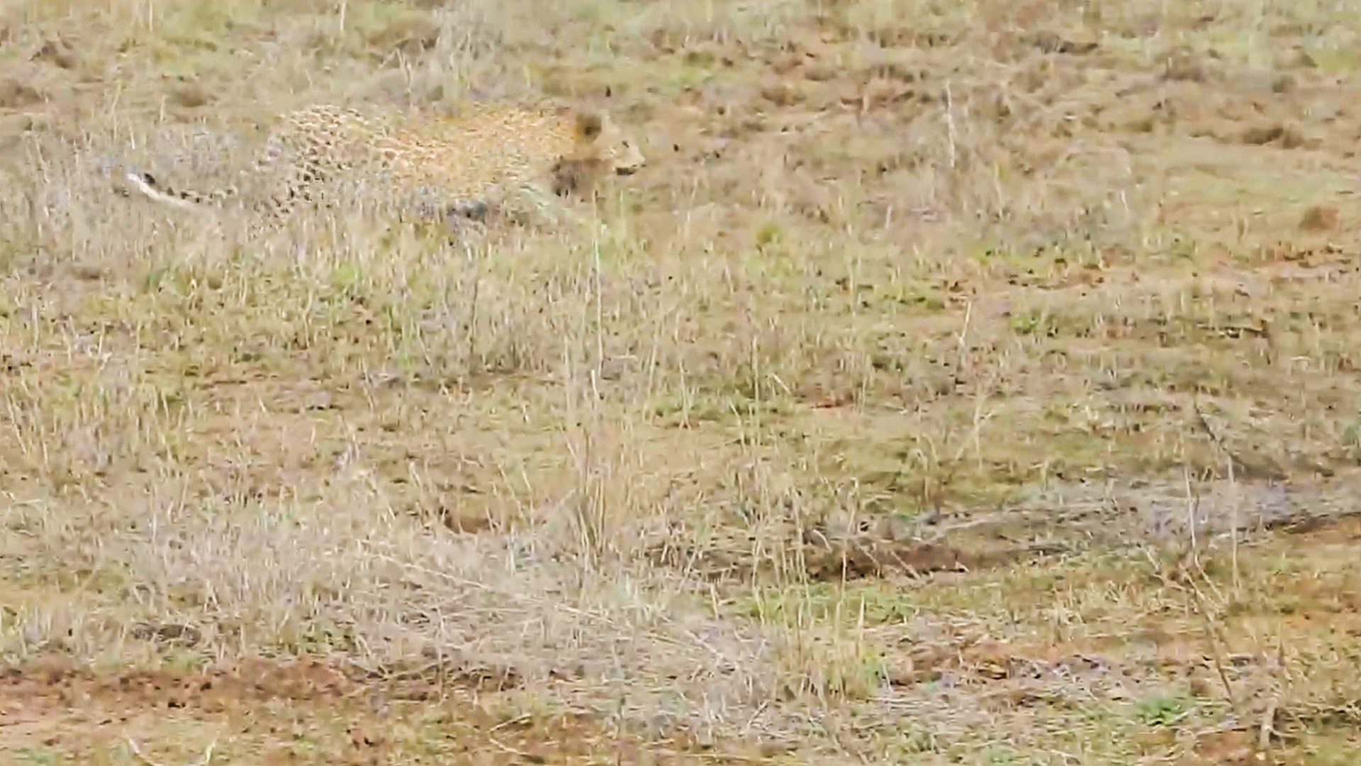 Leopard Plans the Perfect Stalk… and Still Misses These Warthogs