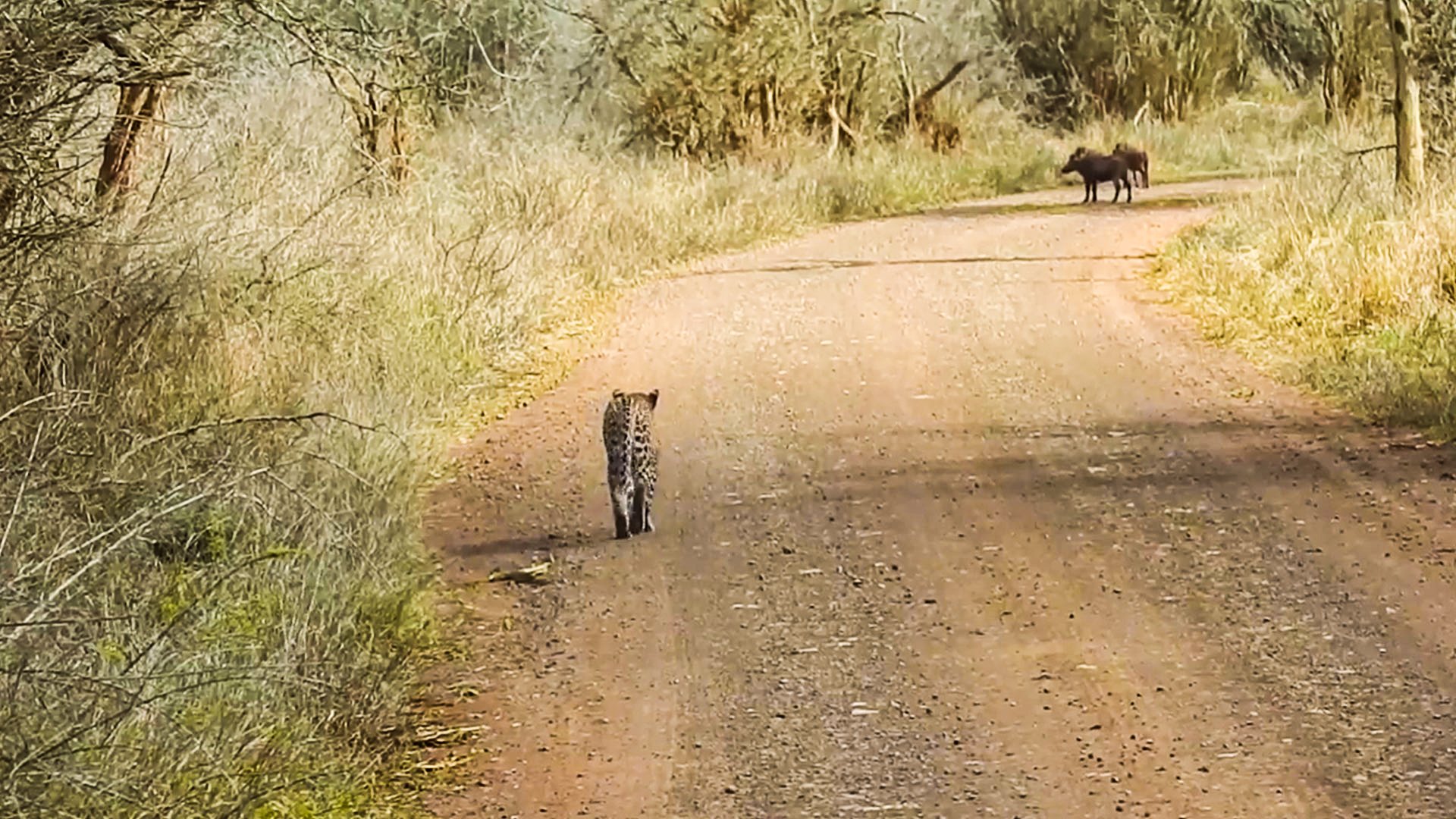 Leopard Plans the Perfect Stalk… and Still Misses These Warthogs