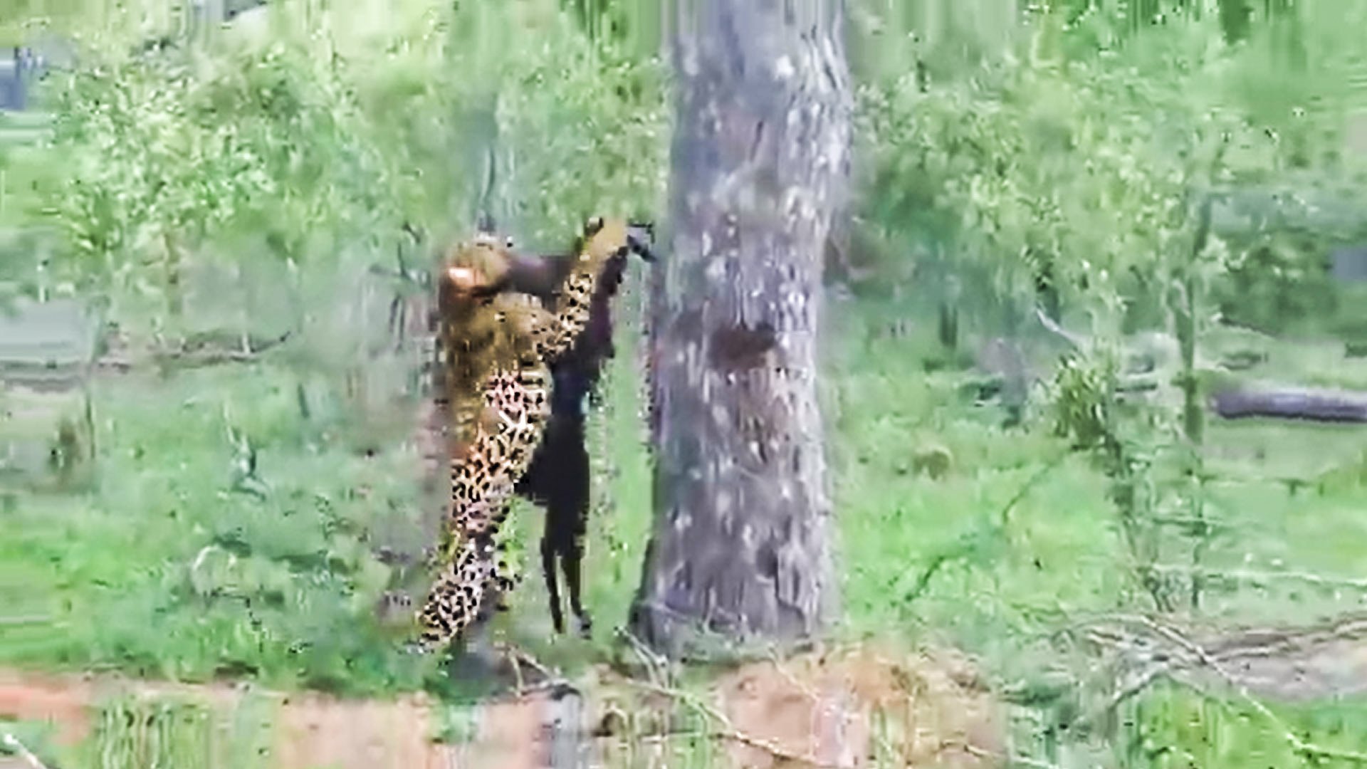 Leopard Tolerates Hyena Just Long Enough Before Climbing with Kill