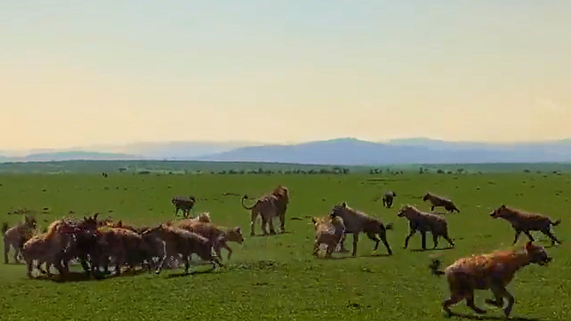 Lion Holds Ground Briefly as 30 Hyenas Close In