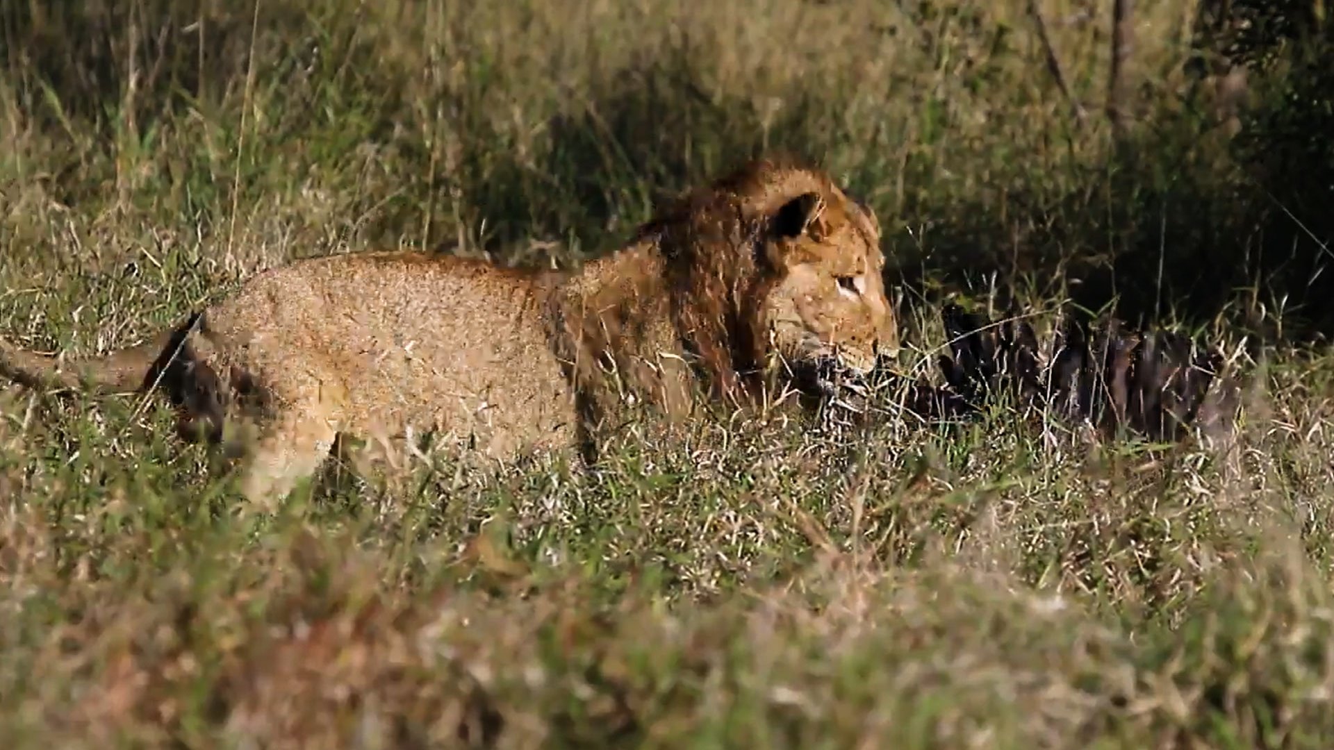 Lions Come Across A Bird In The Grass And Make A Quick Catch