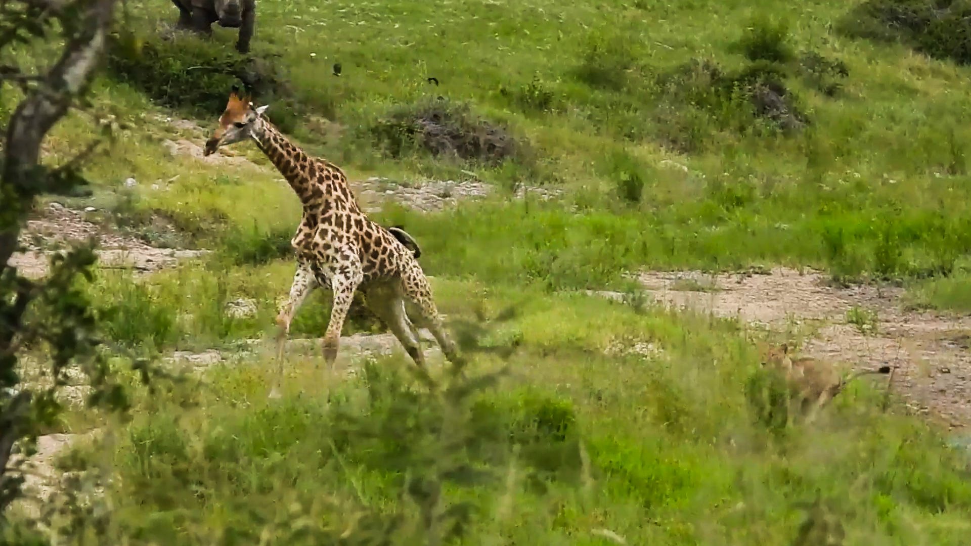 Lions Watching Rhinos From A Rock Chase Nearby Giraffe
