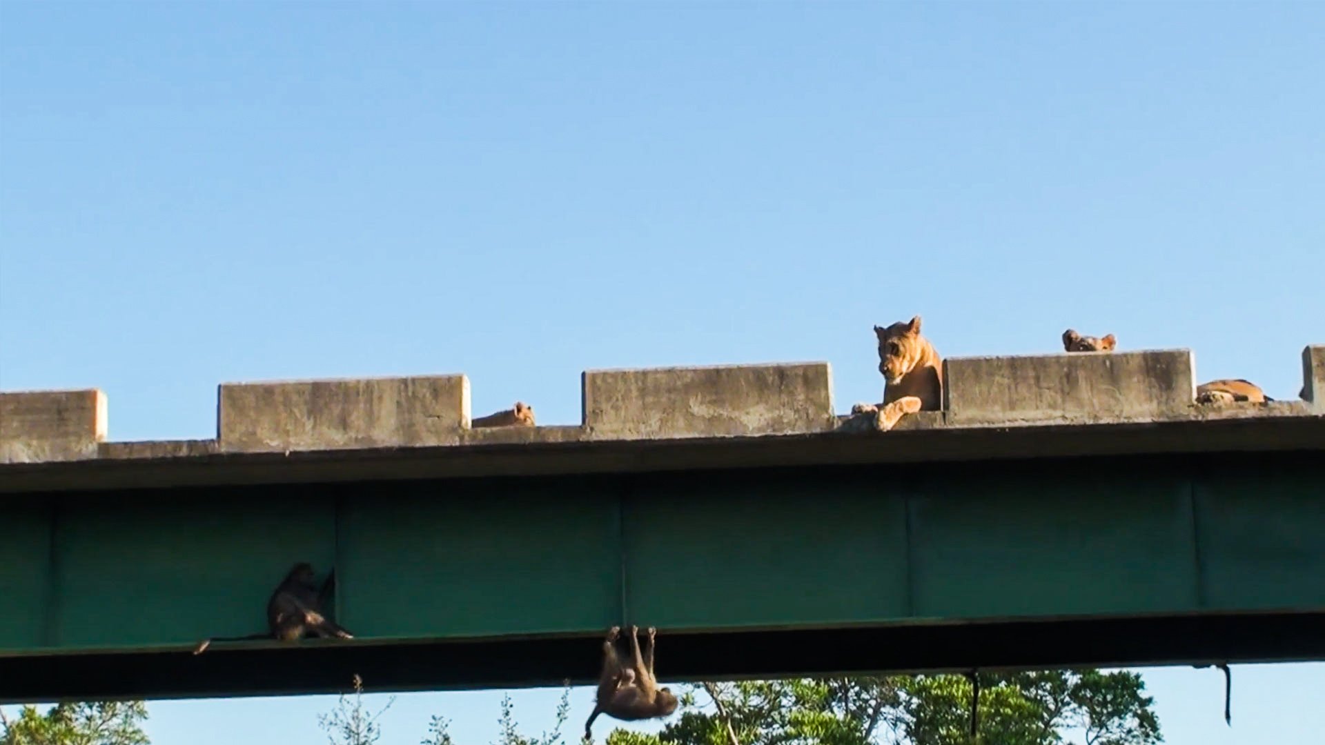 Moment Baboons Hide Under Bridge From Hungry Lion